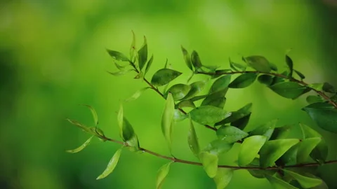 Myrtle leaves and rain Stock Footage 229773950