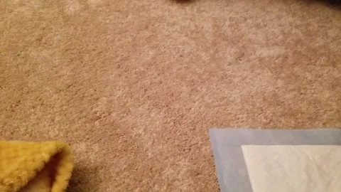 Myrtle the Piglet Missing Bones Doesn't Let it Slow Her Down, Cumming, Georgia,  Stock Footage 205350627