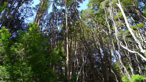 Myrtle tree forest in Los Arrayanes National Park, Argentina Stock Footage 301355248