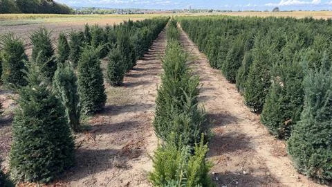 Myrtle tree nursery with rows of young plants Stock Photos