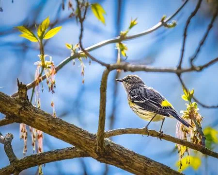 Myrtle Warbler Stock Photos