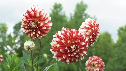 Myrtle's brandy dahlia flower in full bloom, static view Video stock 344639736