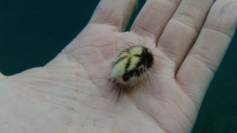 Myself Stock Footage 123217835