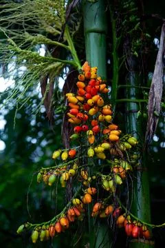 Mysore areca nut with multi-colored - Nature photography Stock Photos