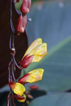 Mysore clock vine flowers Stock Photos