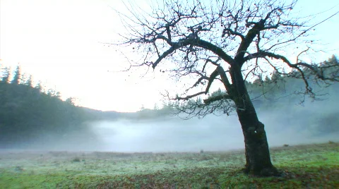 Myst-erious Stock-Footage 453857