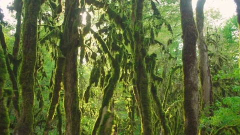 Mysterious age-old forest. Enchanted trees. Video stock 80126922
