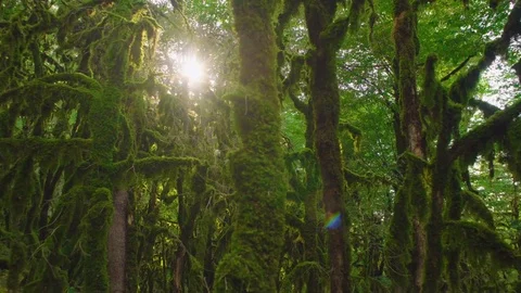 Mysterious age-old forest. Enchanted trees. Video stock 80128929