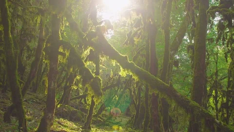 Mysterious age-old forest. Enchanted trees. Video stock 80129526
