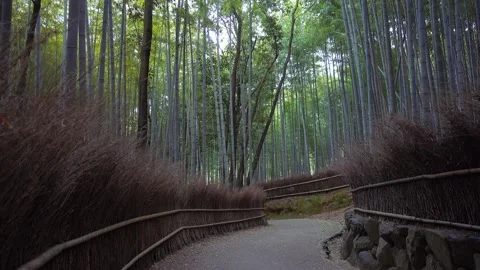 Mysterious bamboo forest with deserted path at dusk, bamboo grove in Arashi.. Stock Footage 256813894