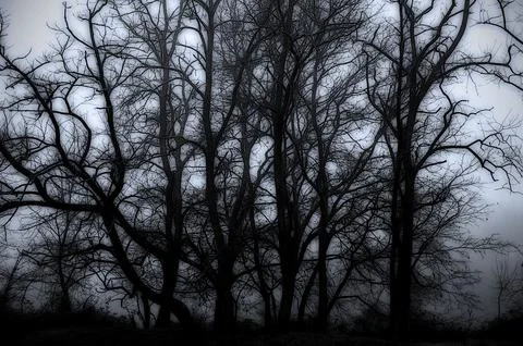 Mysterious bare deciduous forest trees under moody overcast sky 库存照片