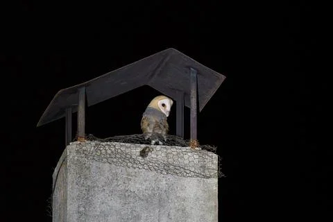Mysterious Barn Owl Perched on Rustic Chimney Stock-Fotos