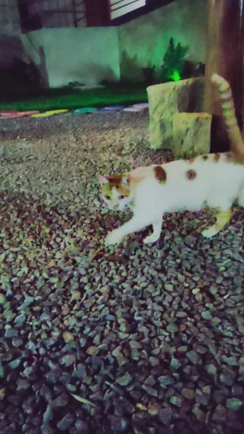 A mysterious, blurry image of a walking cat and its long shadow. Stock Footage 313240902