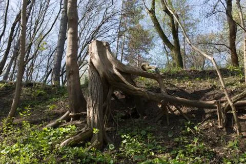 Mysterious broken tree. Stock Photos