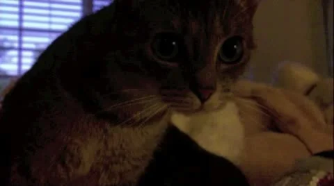 Mysterious Cat Stock Footage 10745291