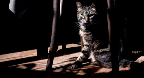 Mysterious cat Stock Photos