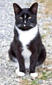 Mysterious cat Stock-Fotos