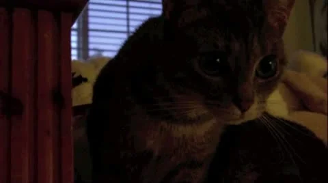 Mysterious Cat2 Stock Footage 10745267