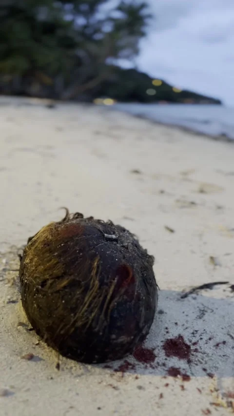 A mysterious coconut with red paint splatters resembling blood lies on a serene Stock Footage 313363468