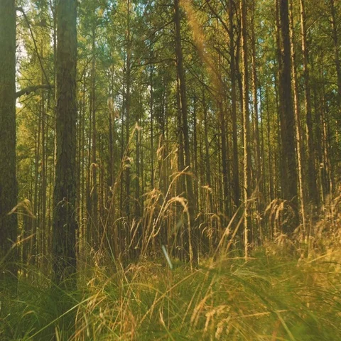 Mysterious Coniferous Forest Stock Footage 69287937
