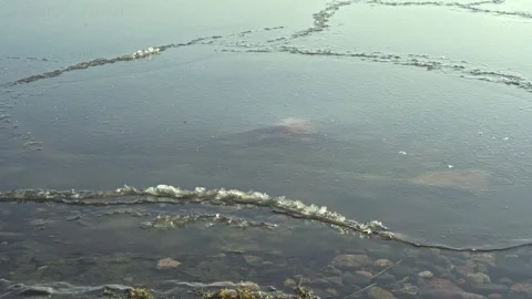 Mysterious creature emerges from shallow waters in a serene lake during early mo Stock Footage 287693513