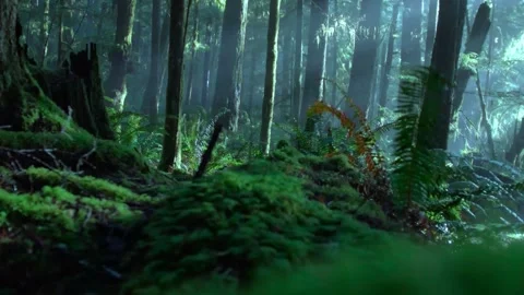 Mysterious dark forest background with dense green fog and tall tree trunks in a Video stock 347153345