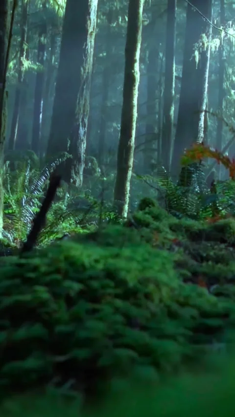 Mysterious dark forest background with dense green fog and tall tree trunks in a Video stock 347154773