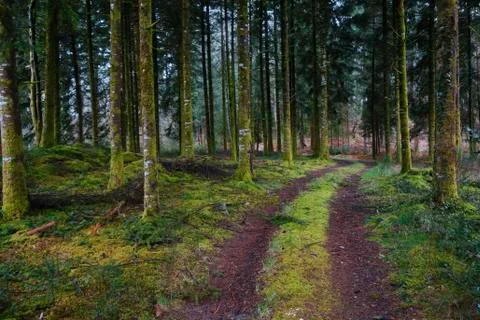 Mysterious dark forest Stock Photos