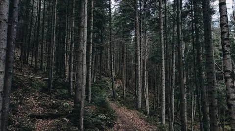 Mysterious dark pine forest Stock Photos