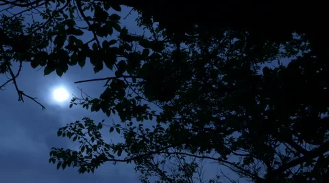 Mysterious daylight Stock Footage 50143259