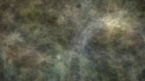 Mysterious Deep Forest Moss and Fungal Web Dynamic Flowing Texture Loop Vidéo 345970237