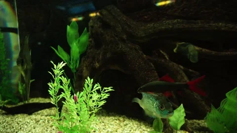 Mysterious depth Видео 160039138