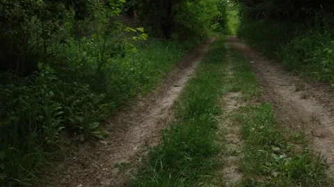 Mysterious dirt road or path in the forest Stock Footage 276203844