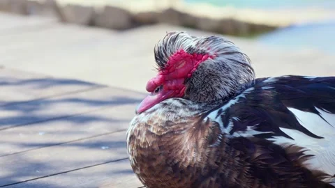 Mysterious duck with striking features rests by the water Stock Footage 308810985