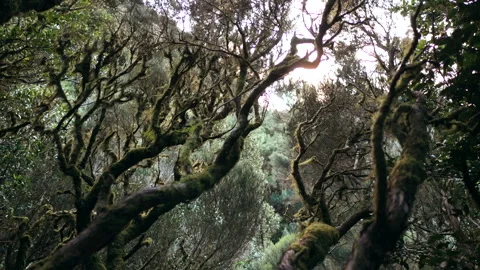 Mysterious Forest and unusual shape of trees Stock-Footage 240625833
