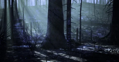 Mysterious forest with dense trees and dramatic lighting at dawn Stock Footage 315792954