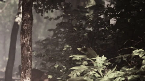 Mysterious Forest Draped in Soft Mist During Early Morning Light Stock Footage 344950777
