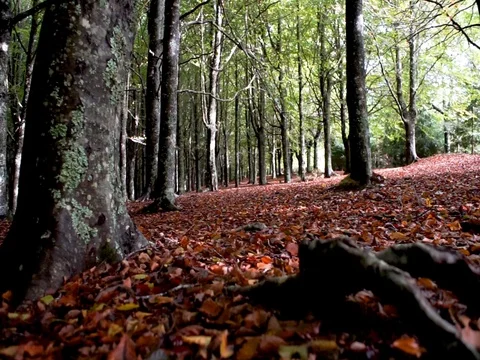 Mysterious forest with dried leaf covered soil. Stock Footage 118466375