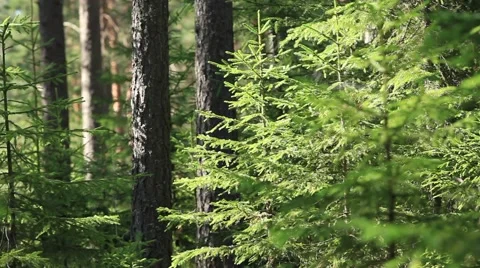 Mysterious forest Stock Footage 40428549