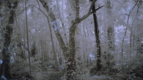 Mysterious forest Vidéo 42744083