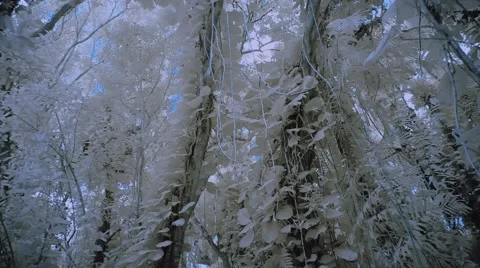 Mysterious forest Stock-Footage 42744396