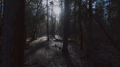Mysterious Forest Stock Footage 119995781