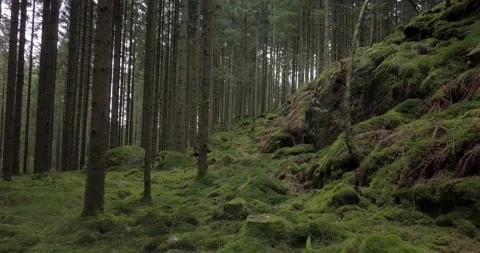 Mysterious forest Stock Footage 137662624