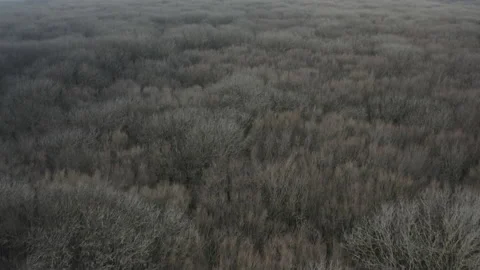 Mysterious forest   Stock Footage 141571952