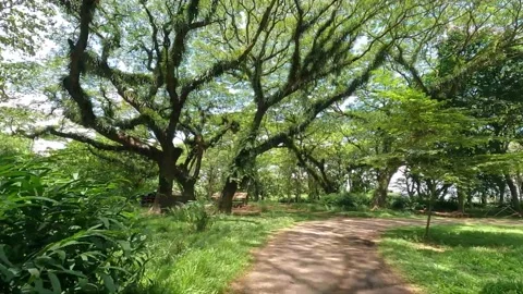 Mysterious forest Stock Footage 206982076