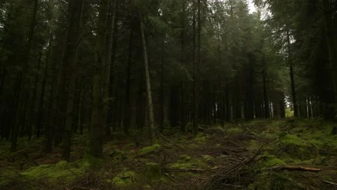 Mysterious forest Stock Footage 219871143