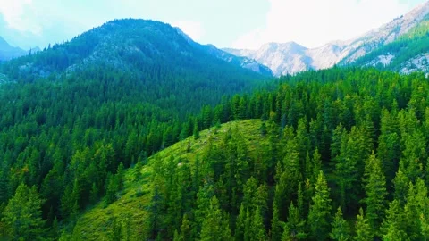 Mysterious forest Stock Footage 305273031