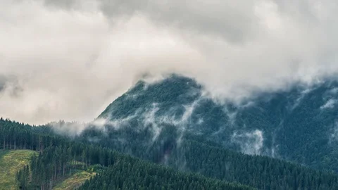 Mysterious forest with grey clouds over green trees Time lapse Stock Footage 115642780