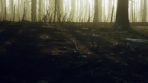 Mysterious Forest Light Dances Through Tall Trees at Dawn Stock Footage 344929804