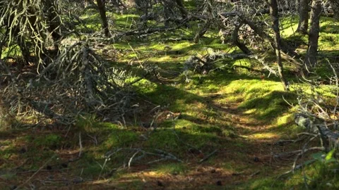 Mysterious forest of moss 库存影片 81292305